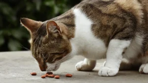 Pet Parent SA - Cat Feeding