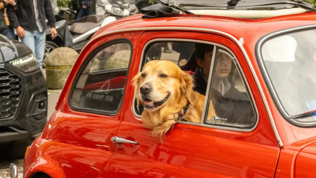 Pet Parent SA - Dog in Car