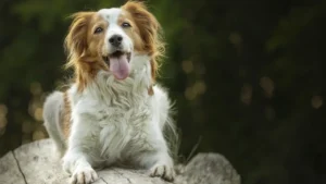 Pet Parent SA - Dog on Rock