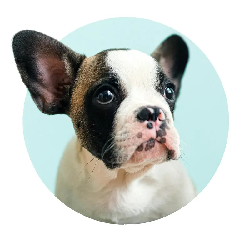 Pet Care South Africa