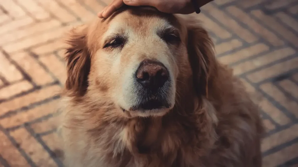 Pet Parent SA - Old Dog