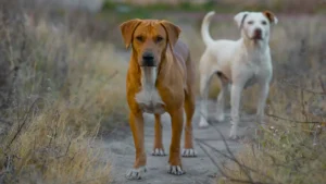 Pet Parent SA - Two Dogs