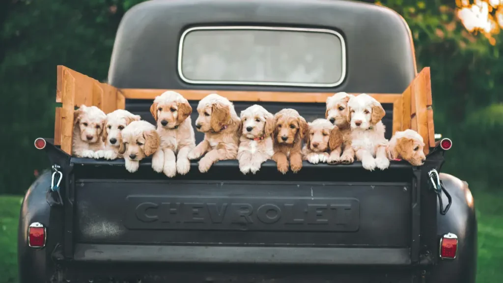 Pet Parent SA - Puppies on Truck