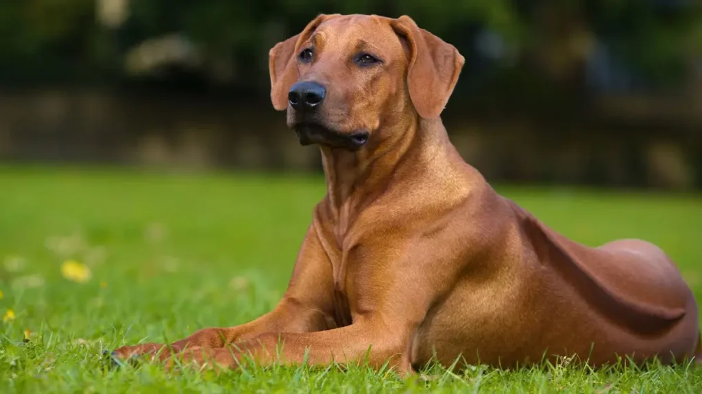Pet Parent SA - Rhodesian Ridgeback