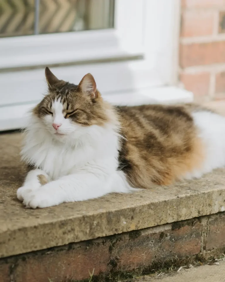 Pet Parent SA - Happy Cat