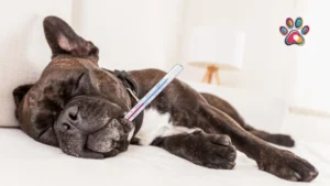 My Dog Ate a Monkey Orange Seed! A Guide to South African Plant & Fruit Dangers