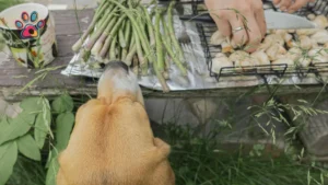 Braai Day Blues: How to Keep Your Pets Safe at a South African Braai