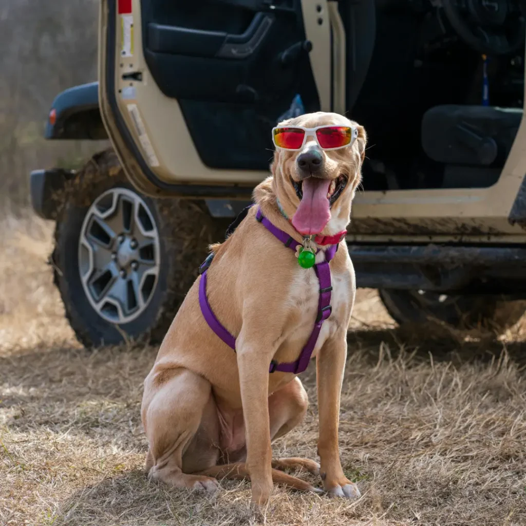 Pet Parent SA - Safari