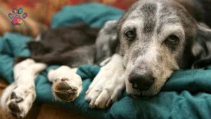 Understanding and Managing Pet Bereavement: A Compassionate Guide for South African Pet Parents