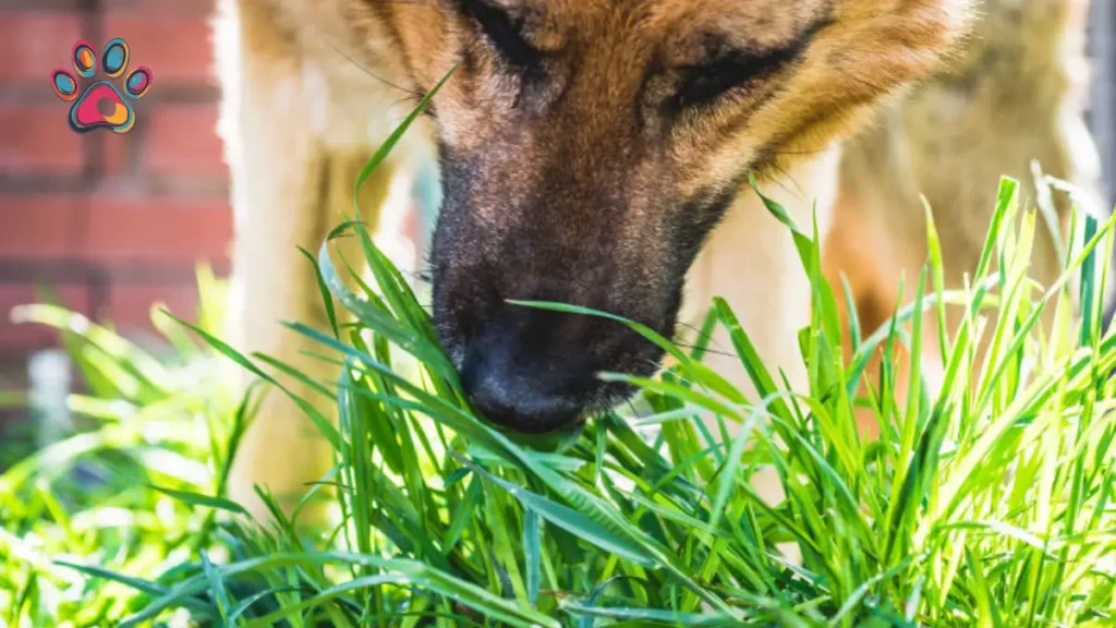 Pet Parent SA - DogGrass