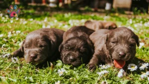 Your Puppy’s First Summer: Heat Safety Guide for South African Newborns