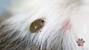 PPSA-Ticks & Fleas