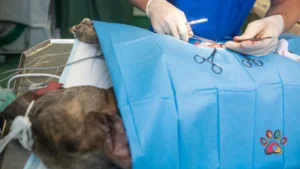 Beyond the Vet: When to Use a Veterinary Specialist in South Africa