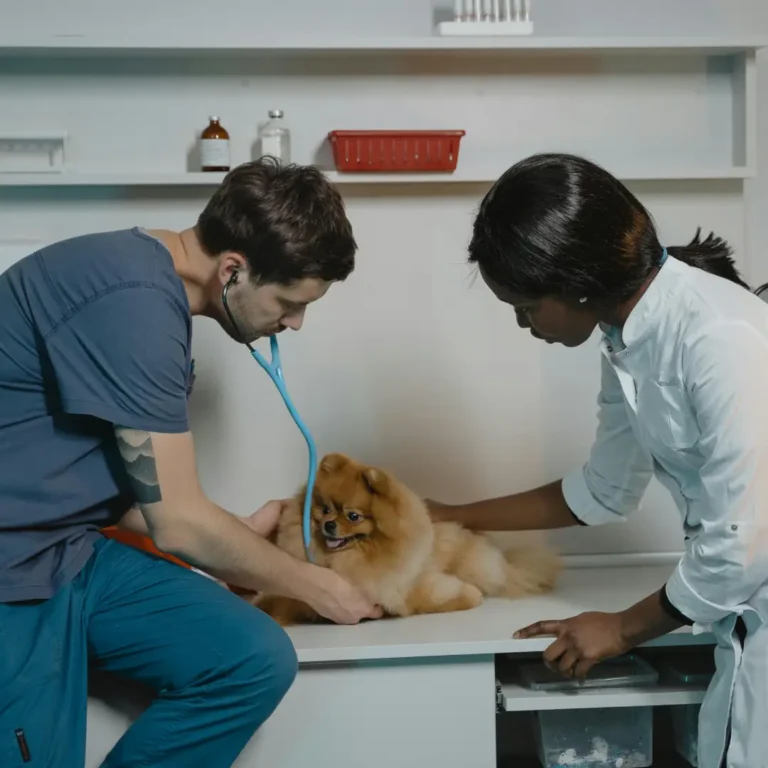 Pet Parent SA - Professional Services