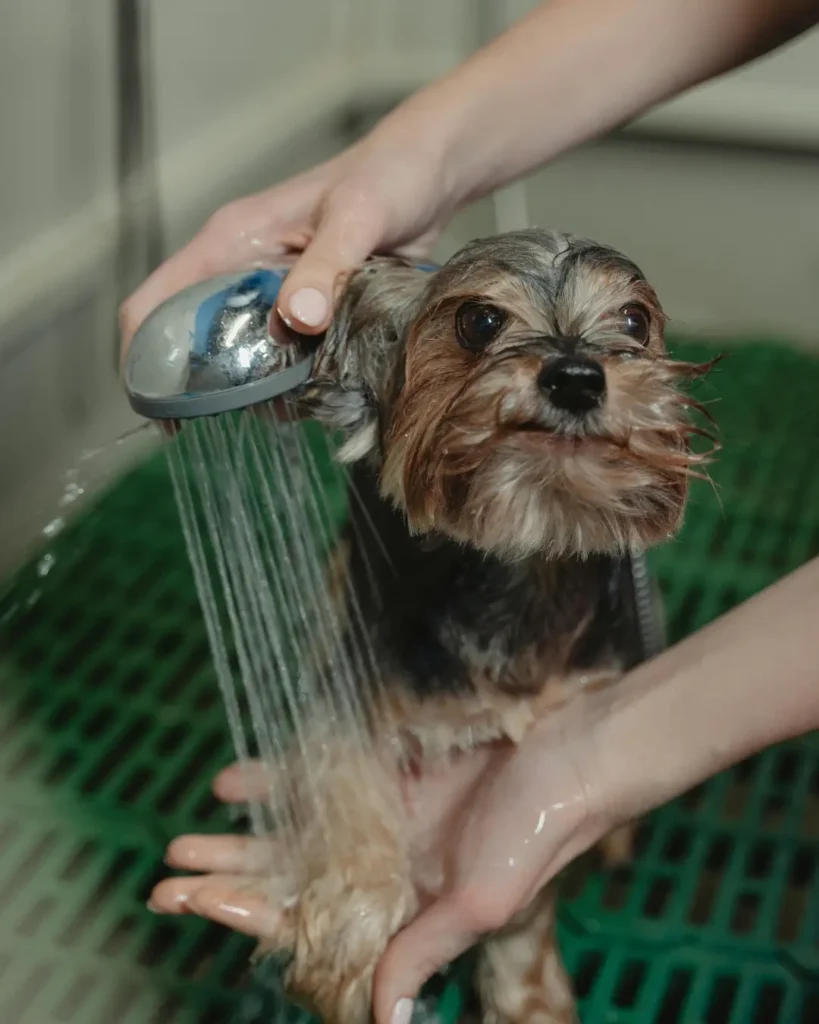 Pet Parent SA - Dog Wash