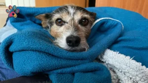 How to Keep Your Dog Warm This Winter in South Africa (2026 Guide)