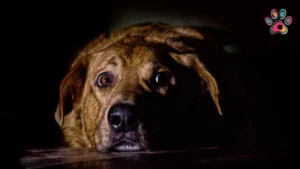 How to Keep Your Dog or Cat Calm During Storms in SA