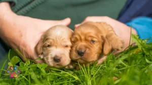 Adopt or Buy? What SA Pet Parents Need to Know Before Deciding